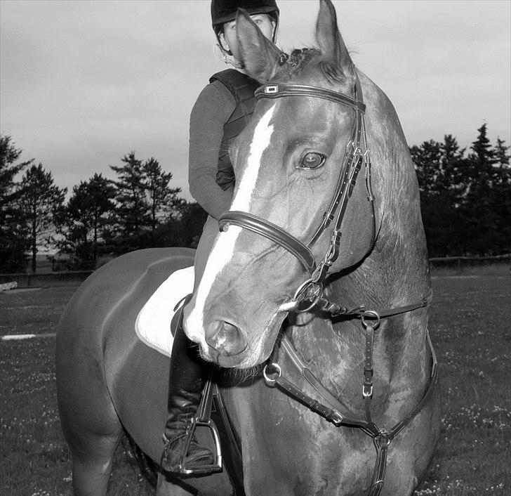 Dansk Varmblod Holmgårds Quatro - SOLGT! billede 19