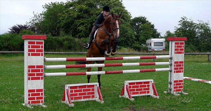 Dansk Varmblod Holmgårds Quatro - SOLGT! billede 20