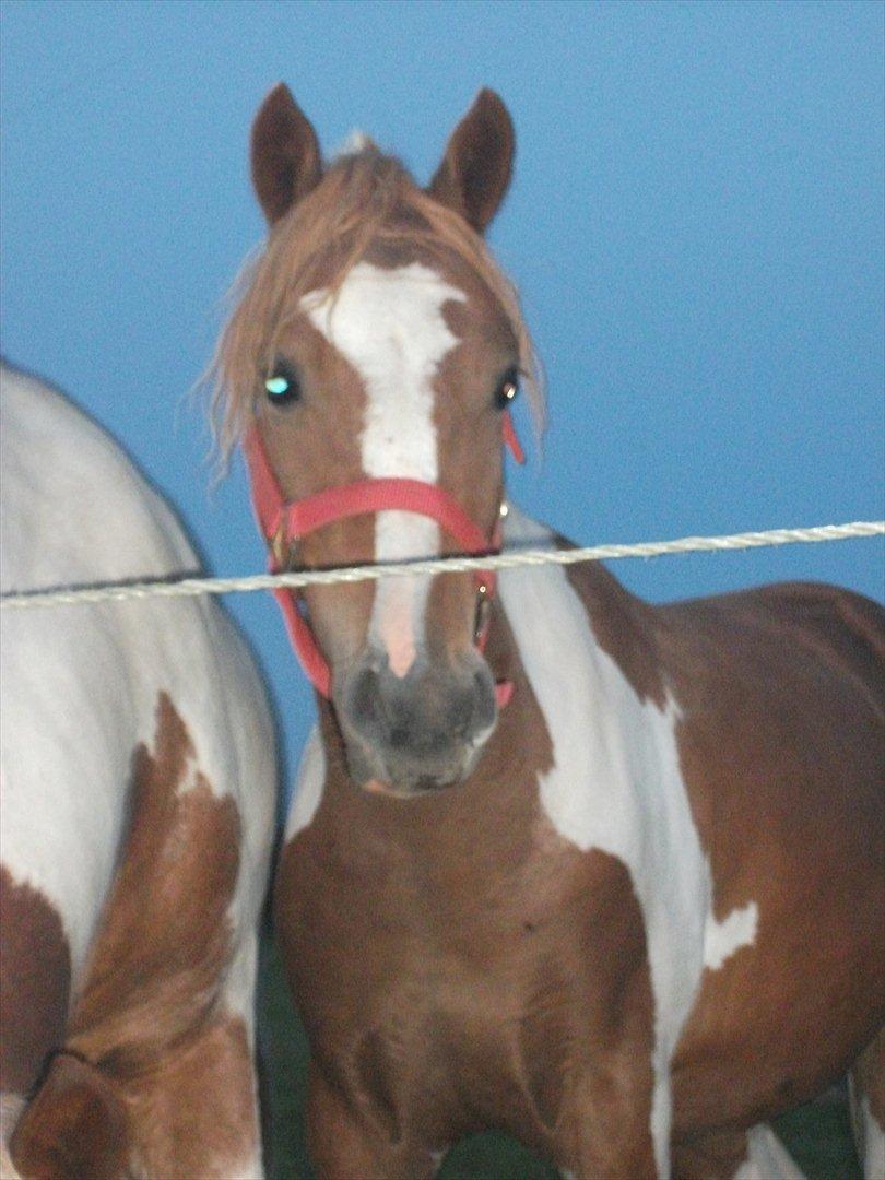 Pinto Romeo billede 16