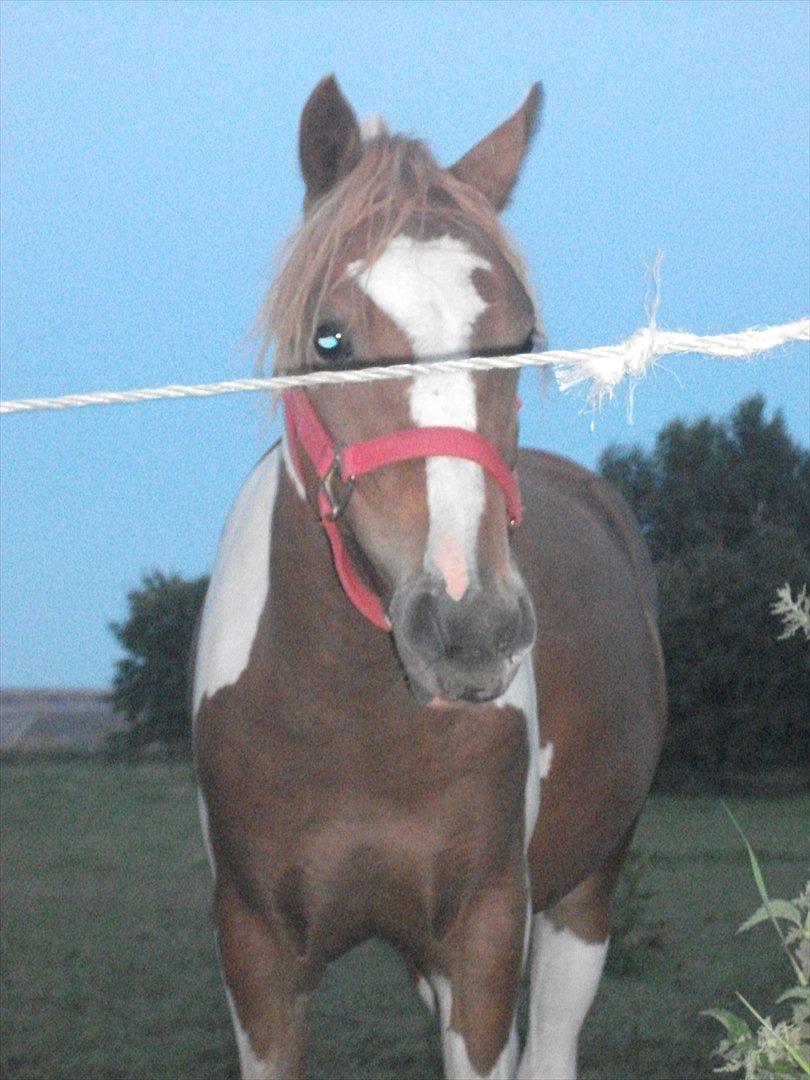 Pinto Romeo billede 17