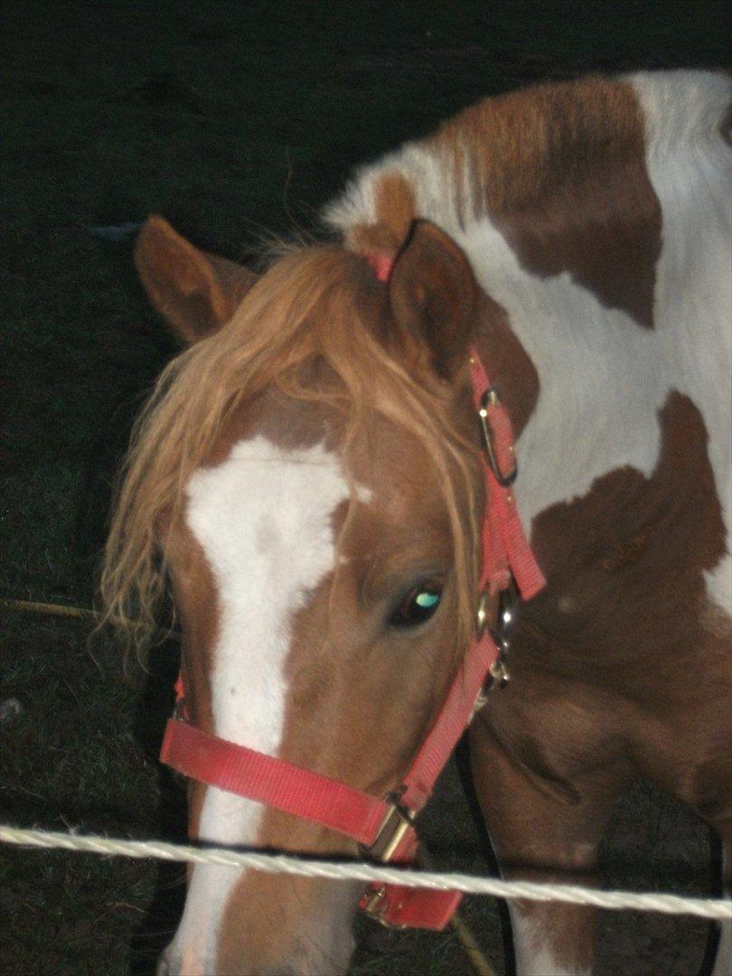 Pinto Romeo billede 18