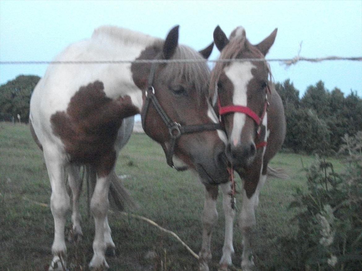 Pinto Romeo billede 19