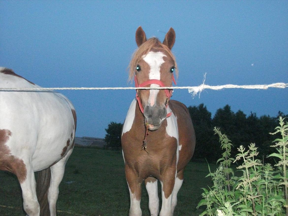 Pinto Romeo billede 20