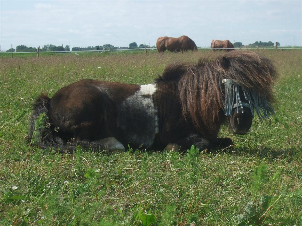 Shetlænder Stjernens Mini-Ness - Sagde du noget?! Det er altså hårdt at være en lille ponyhest! billede 2