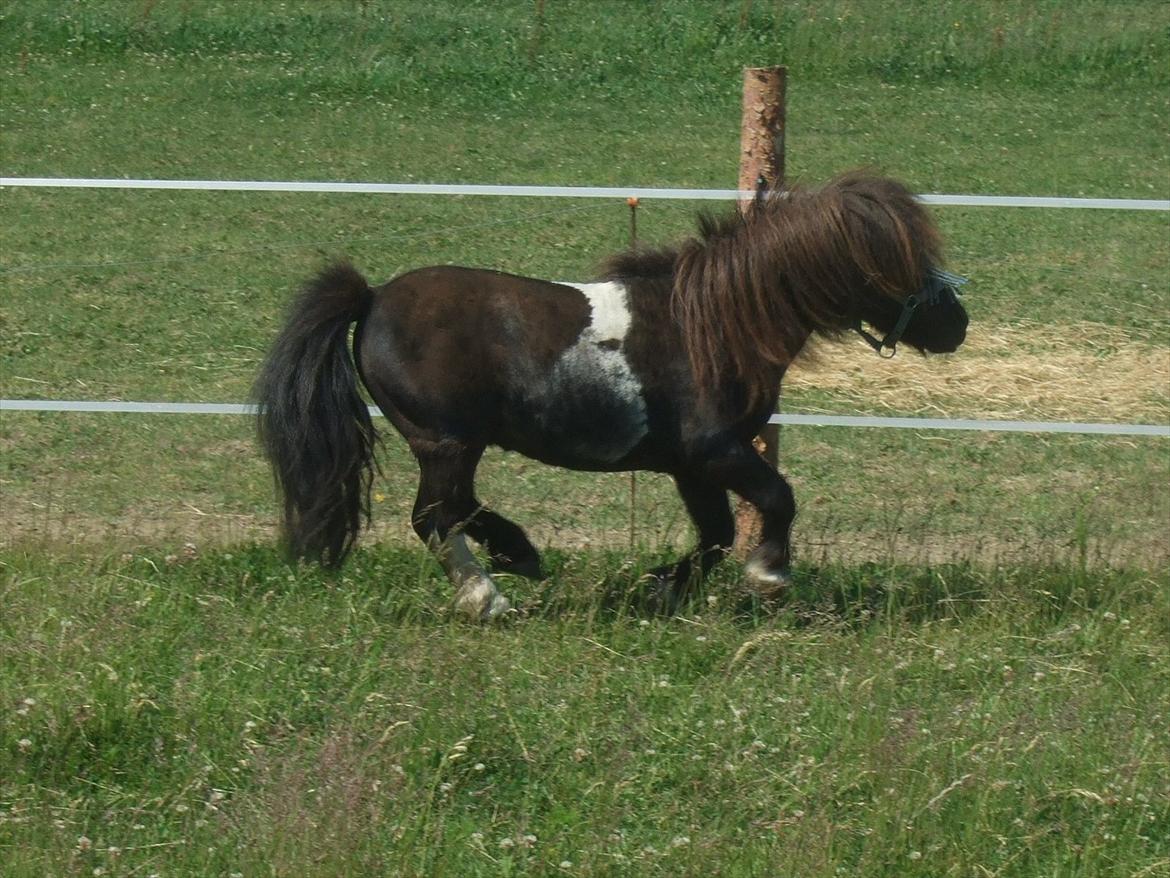 Shetlænder Stjernens Mini-Ness - Hvem vil lege med mig? Kom friiiit frem! billede 15