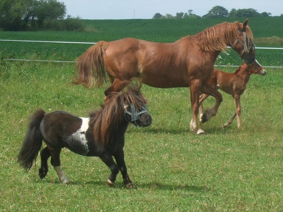Shetlænder Stjernens Mini-Ness - Kom nuuu! Jeg vil så gerne lege med jer! billede 16