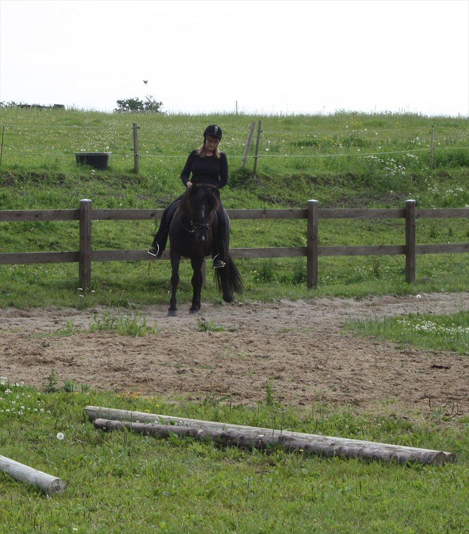 Islænder Ari fra Sysselhaven billede 10