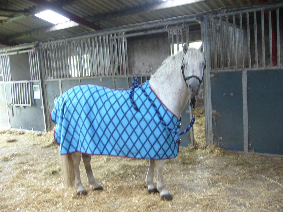 Welsh Pony (sec B) Bjerregårds Apollo - Apollo med alt sit blå udstyr.:)
Elsker digh miijn dreng<3 billede 2