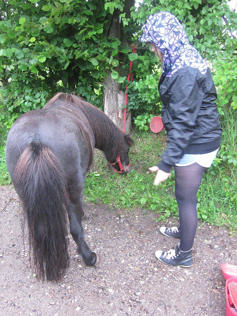 Shetlænder Thomsen billede 6