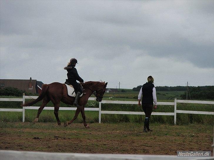 Traver Højvangen´s Play (solgt) billede 3