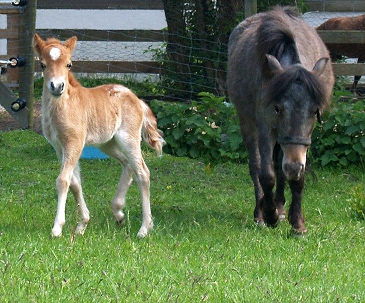 Amerikansk Miniature - WM Walkers Prima Paloosa - Paloosa på marken med sin mor, 6 dage gammel billede 9