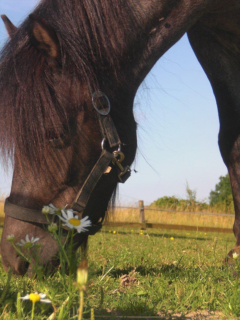 Anden særlig race Speedy  - Speedy på fold og spiser lidt græs et smuk billed.  billede 1