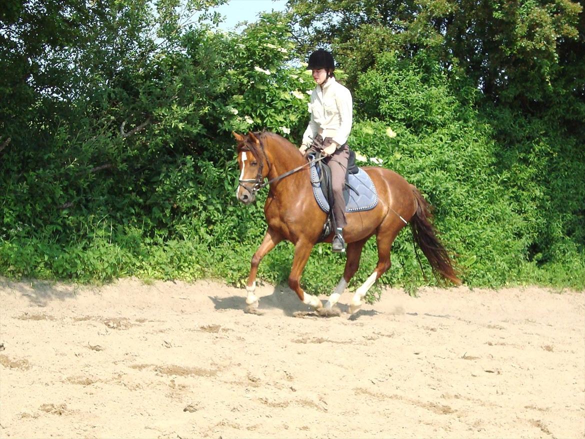 DSP Lillehøjs Ashanti billede 3