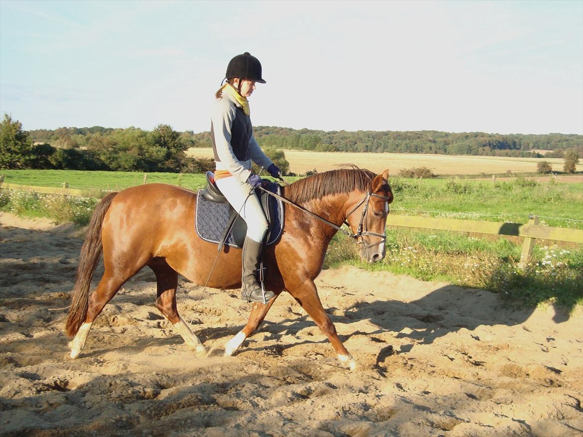 DSP Lillehøjs Ashanti billede 4