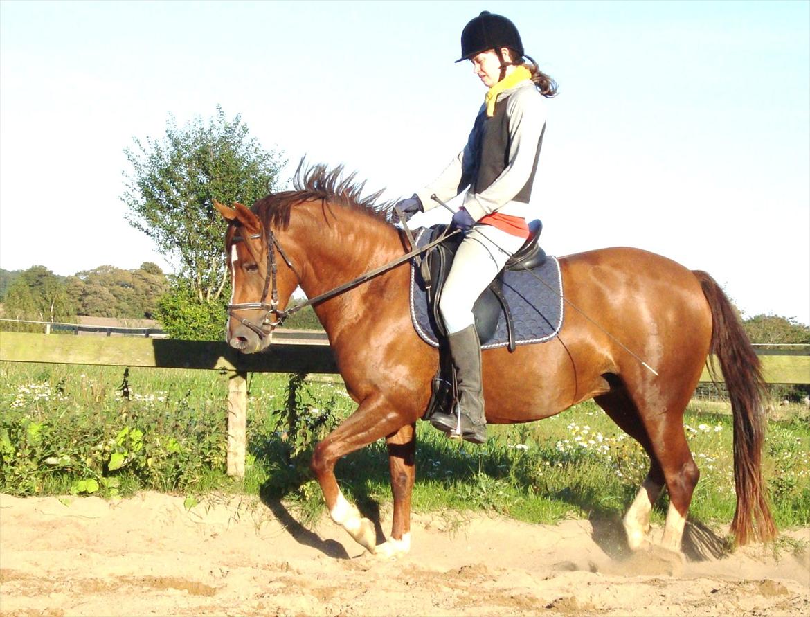 DSP Lillehøjs Ashanti billede 5