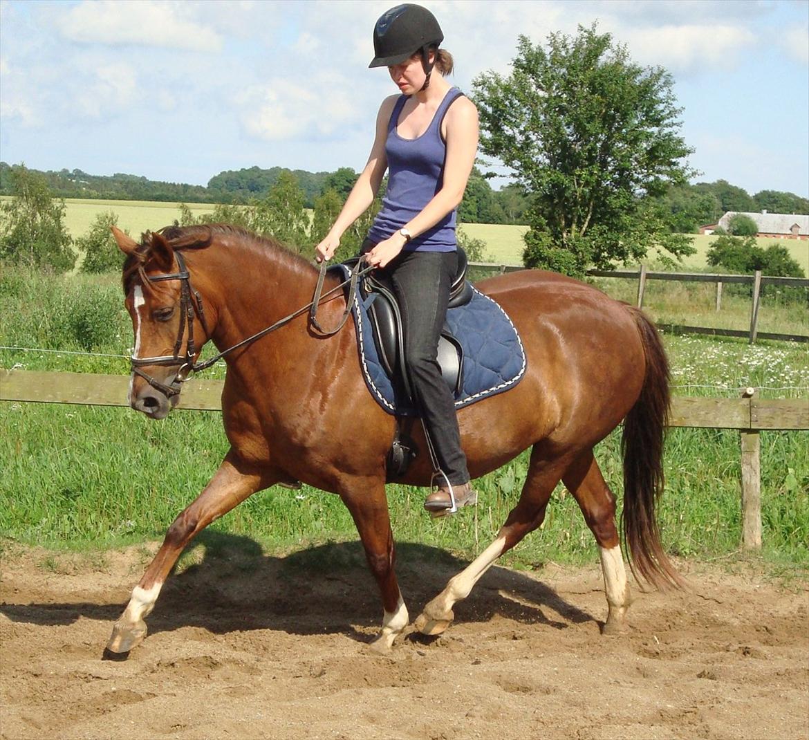 DSP Lillehøjs Ashanti - nyeste billede (8/7.11)  fiiin dressur :) billede 6