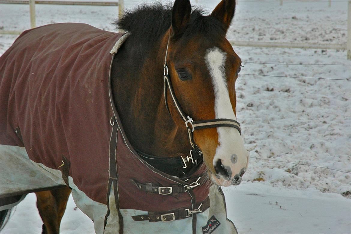 DSP Elmegaardens Don Juan billede 1