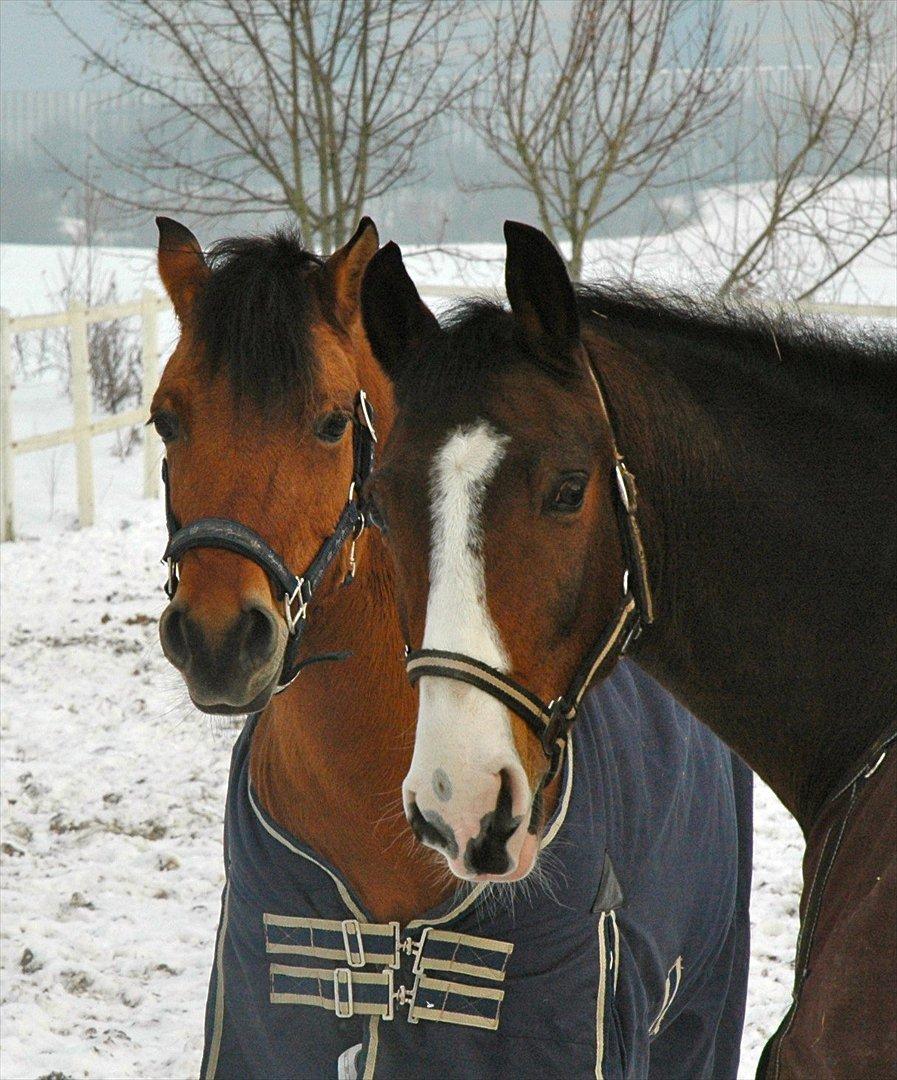 DSP Elmegaardens Don Juan billede 2