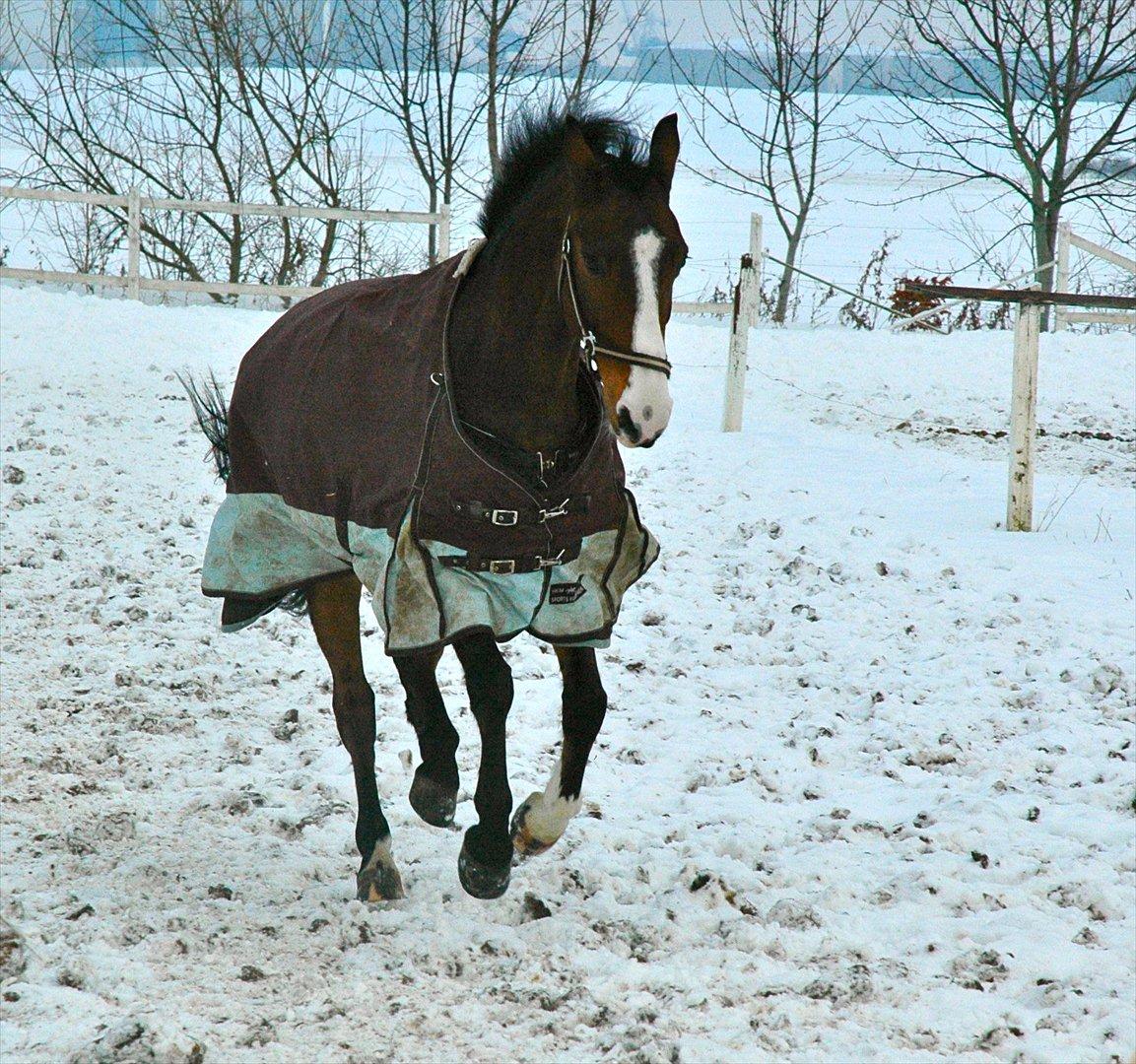 DSP Elmegaardens Don Juan billede 3