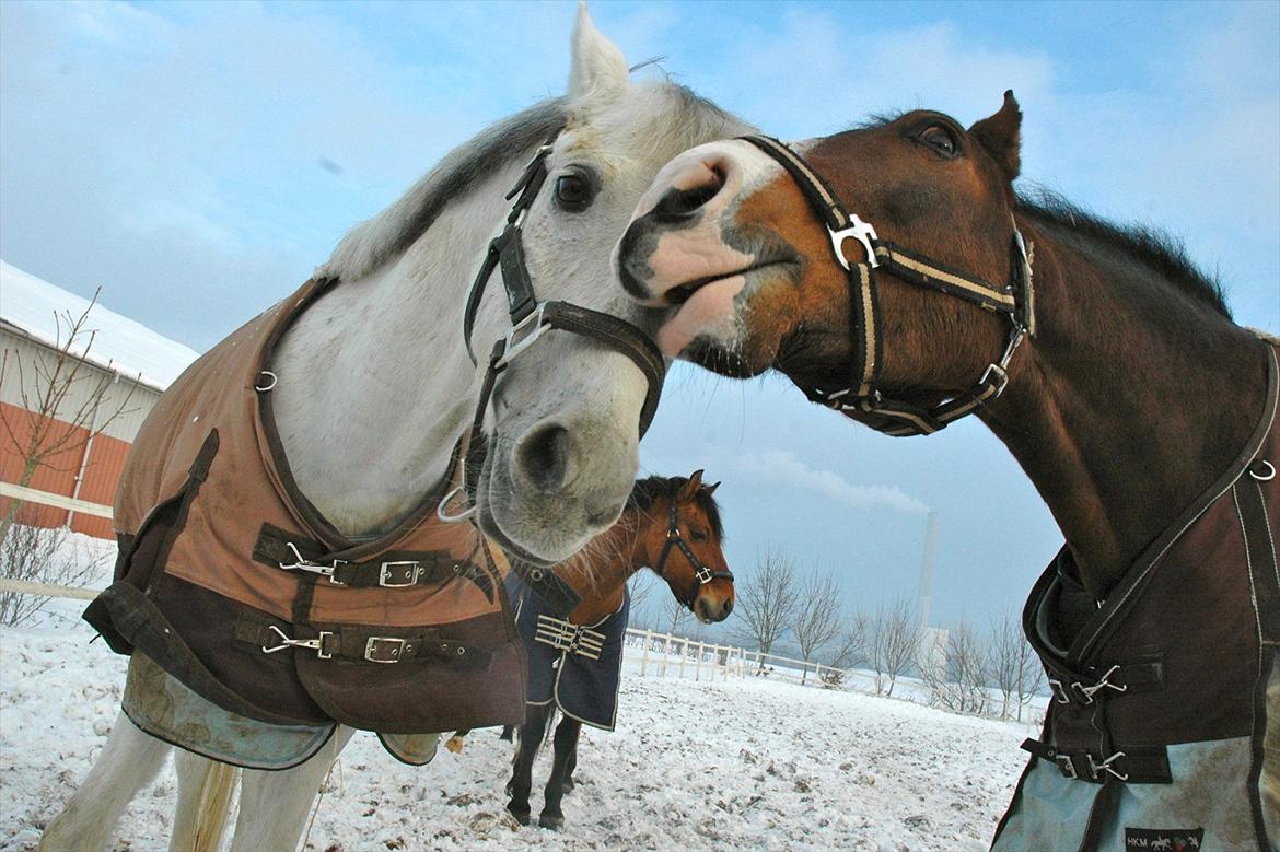 DSP Elmegaardens Don Juan billede 4