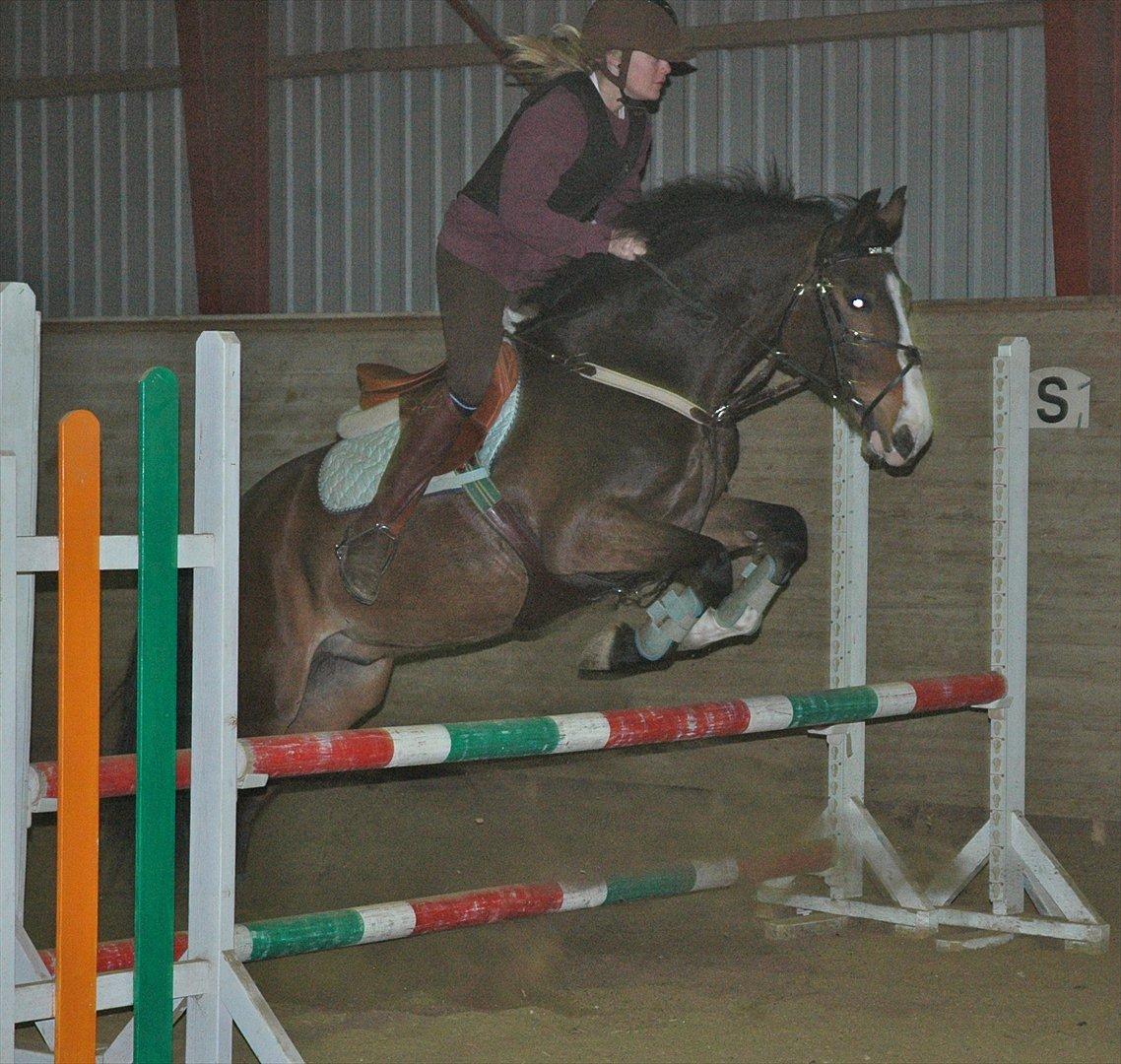 DSP Elmegaardens Don Juan billede 5