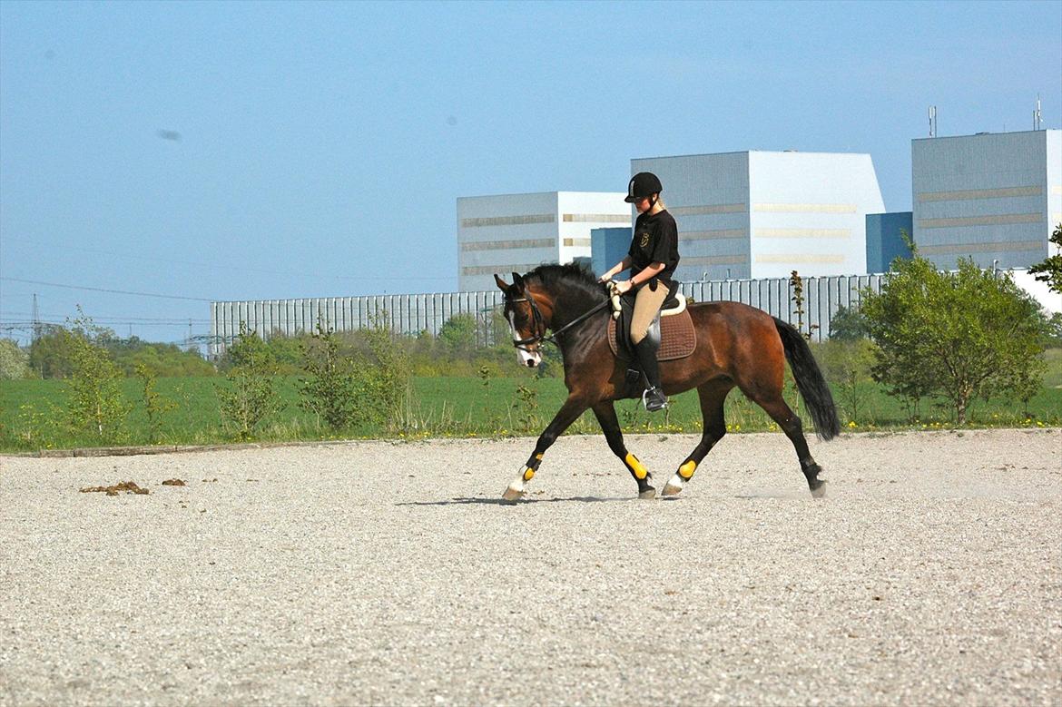 DSP Elmegaardens Don Juan billede 8