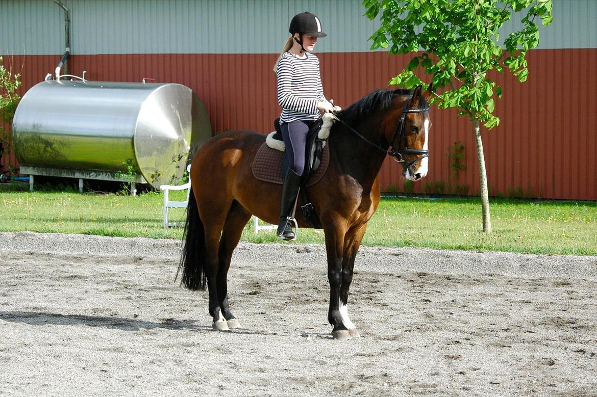 DSP Elmegaardens Don Juan billede 9