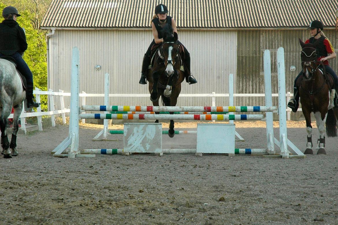 DSP Elmegaardens Don Juan billede 11