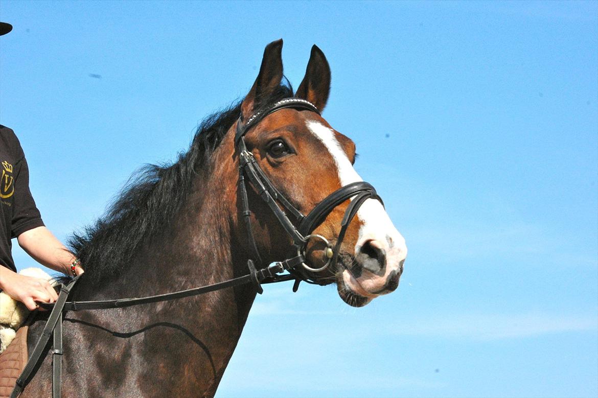 DSP Elmegaardens Don Juan billede 13