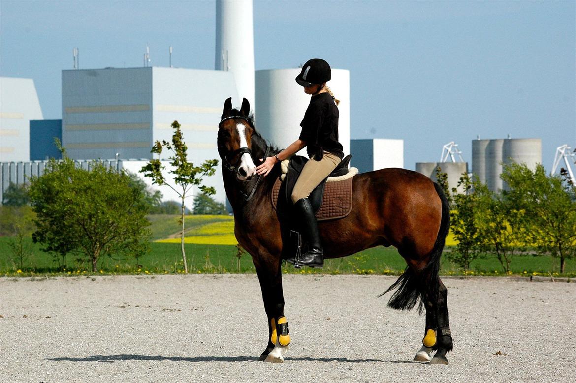 DSP Elmegaardens Don Juan billede 14