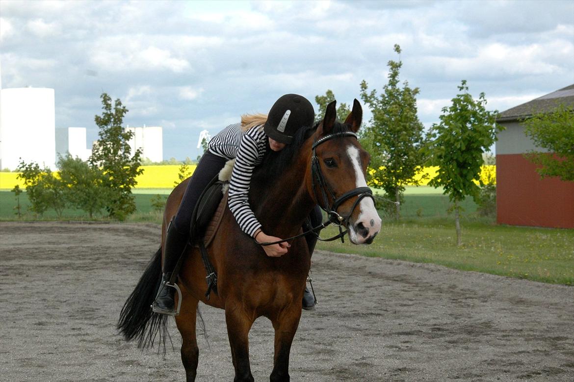 DSP Elmegaardens Don Juan billede 15