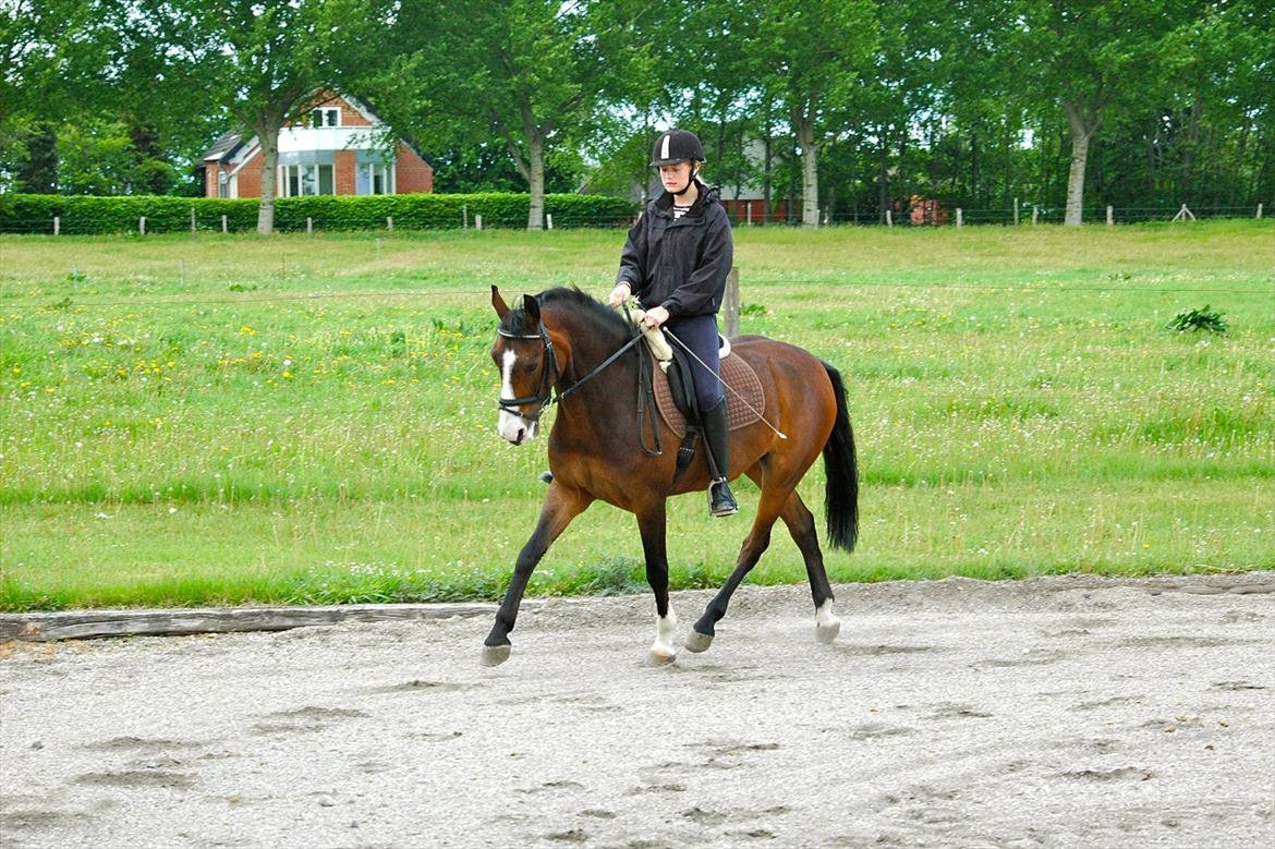 DSP Elmegaardens Don Juan billede 16