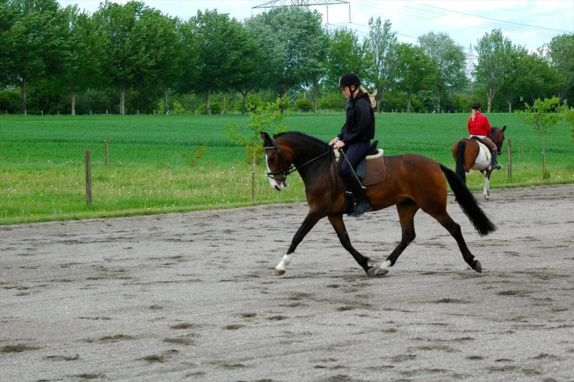 DSP Elmegaardens Don Juan billede 17