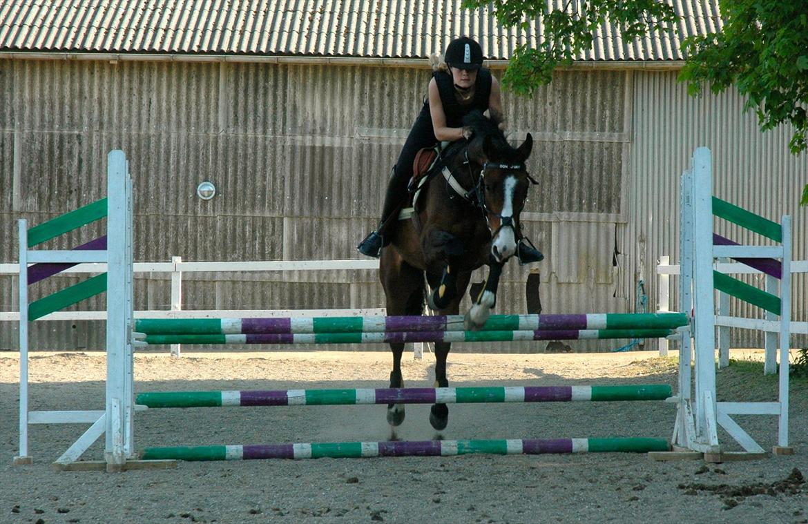 DSP Elmegaardens Don Juan billede 18