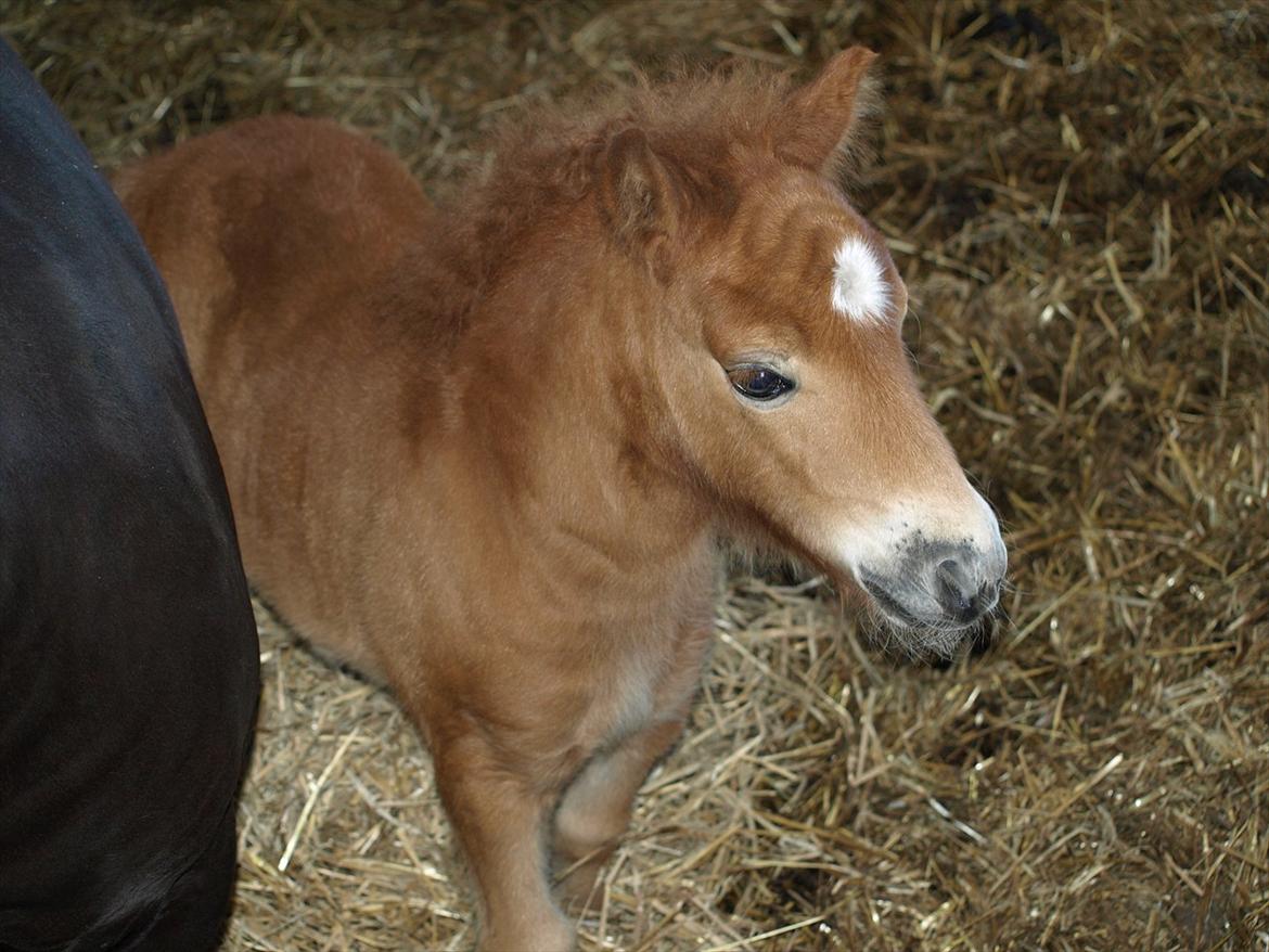 Shetlænder Sandgaardens Mazzaratti. - Velkommen til Mazzaratti´s profil:-). billede 1