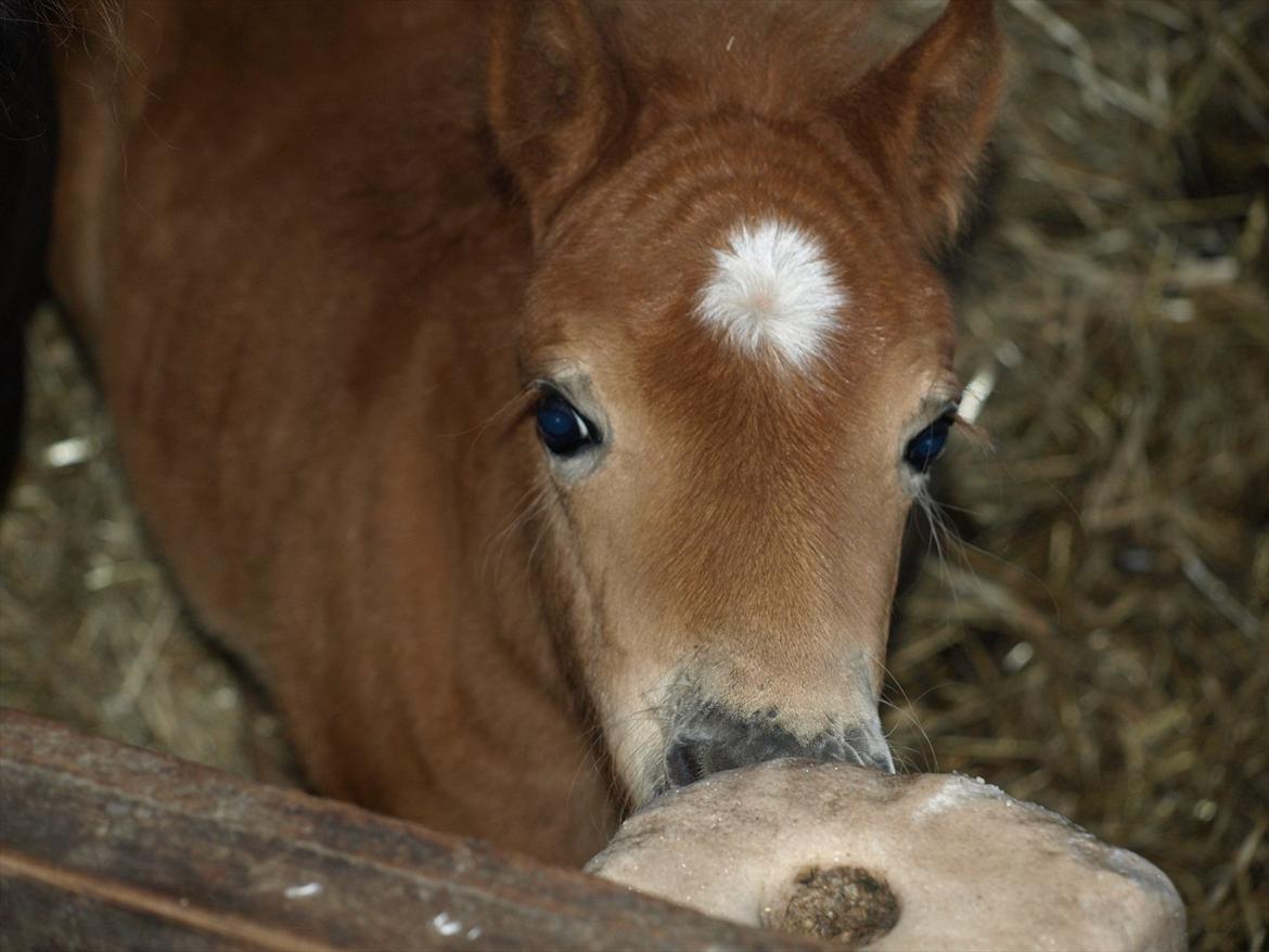Shetlænder Sandgaardens Mazzaratti. - ummh..  sliksten.
 billede 2