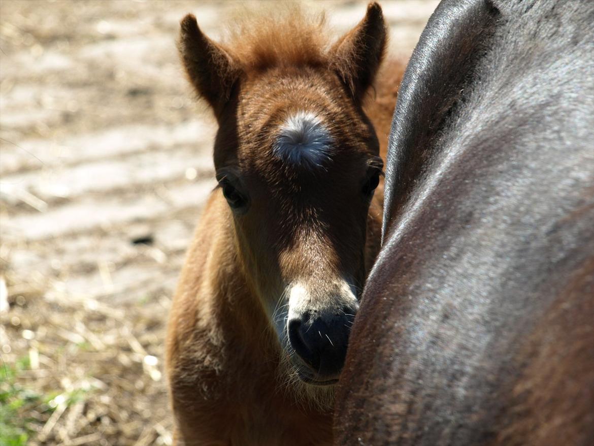 Shetlænder Sandgaardens Mazzaratti. - uhh mor..- billede 3