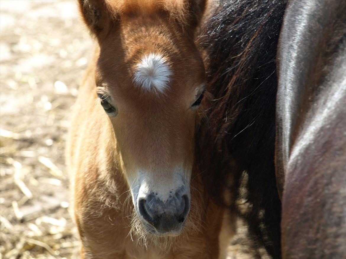 Shetlænder Sandgaardens Mazzaratti. billede 4