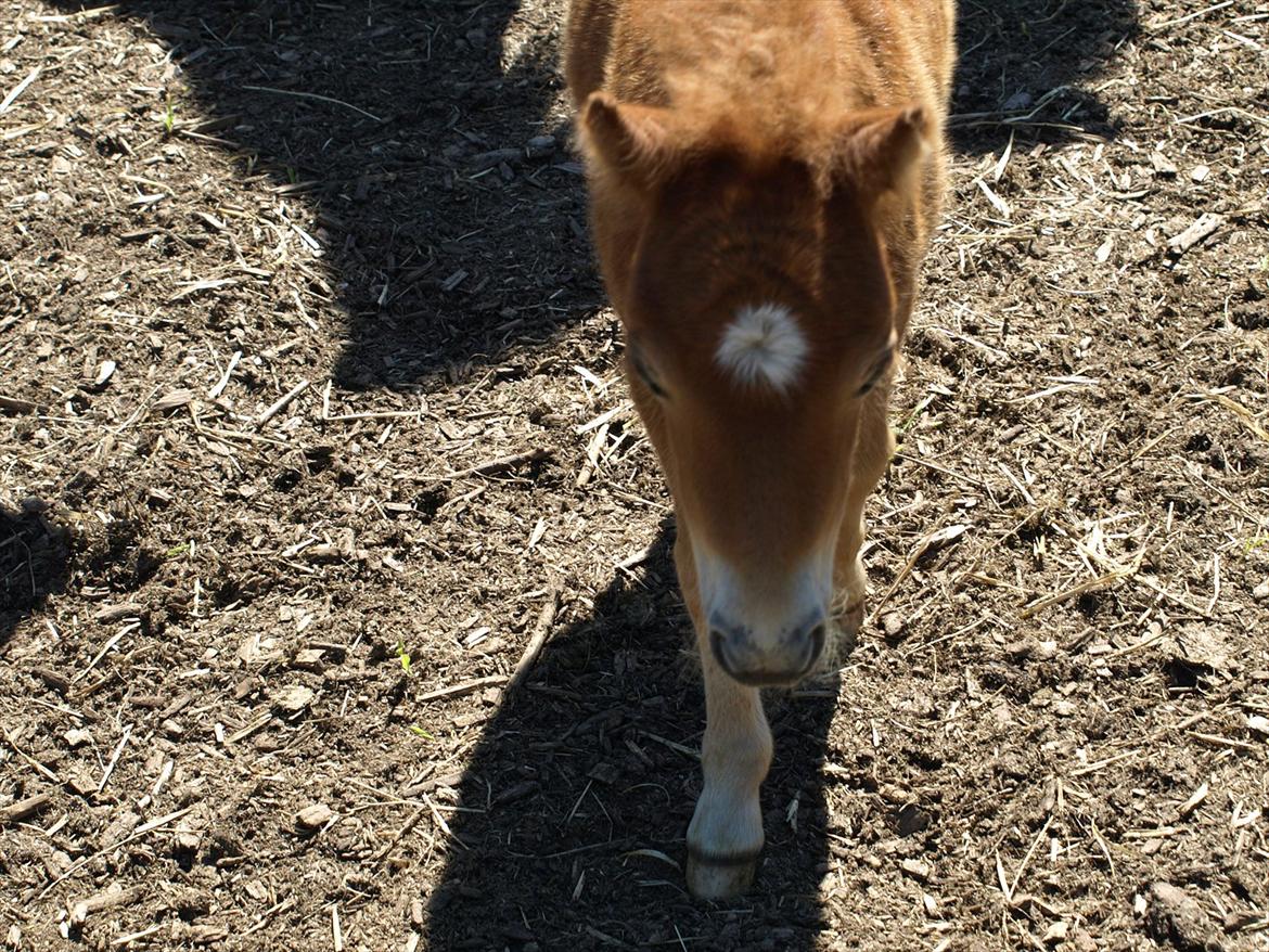 Shetlænder Sandgaardens Mazzaratti. billede 5