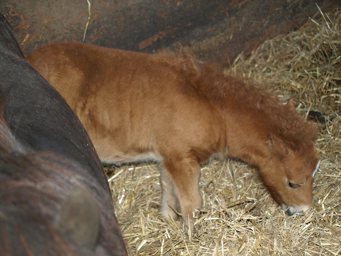 Shetlænder Sandgaardens Mazzaratti. billede 6