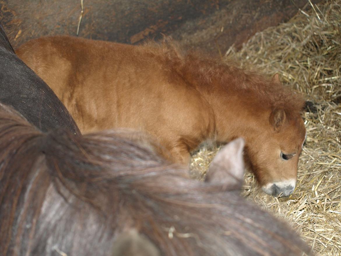 Shetlænder Sandgaardens Mazzaratti. billede 7