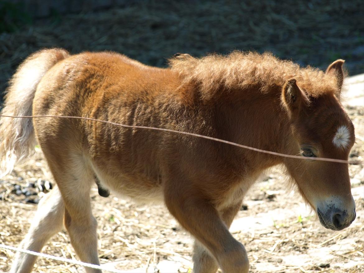 Shetlænder Sandgaardens Mazzaratti. billede 8