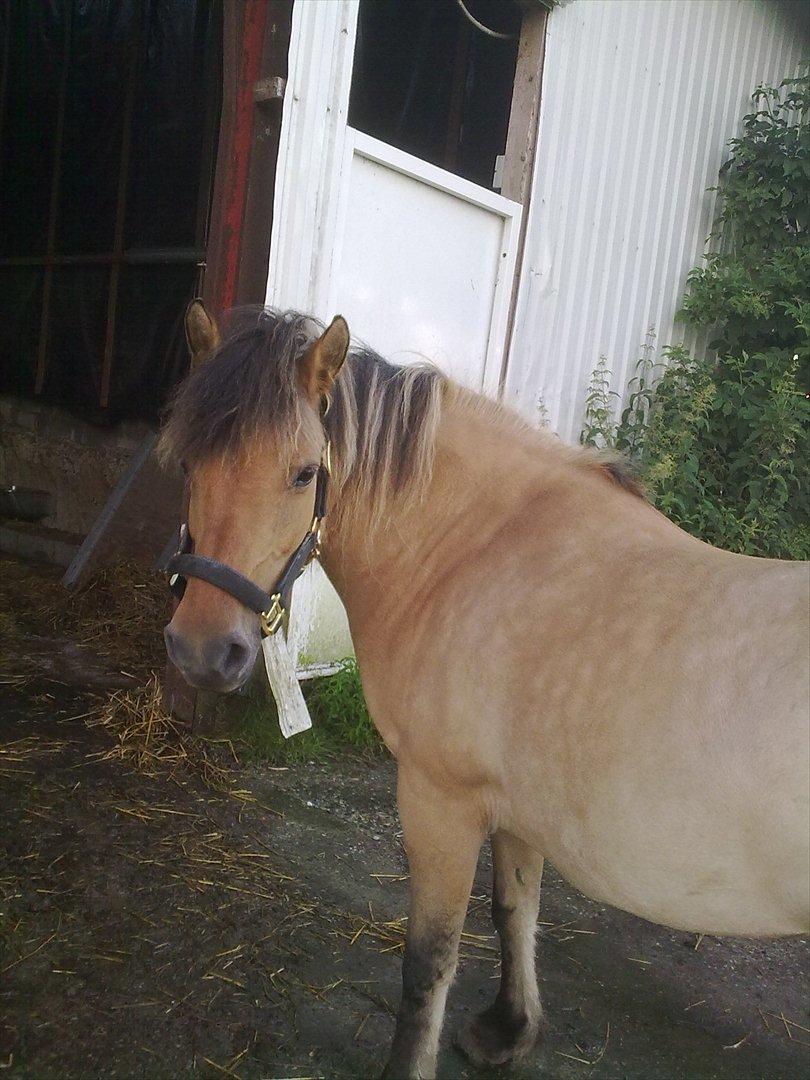 Fjordhest - Perle<3 ||Passer|| billede 10