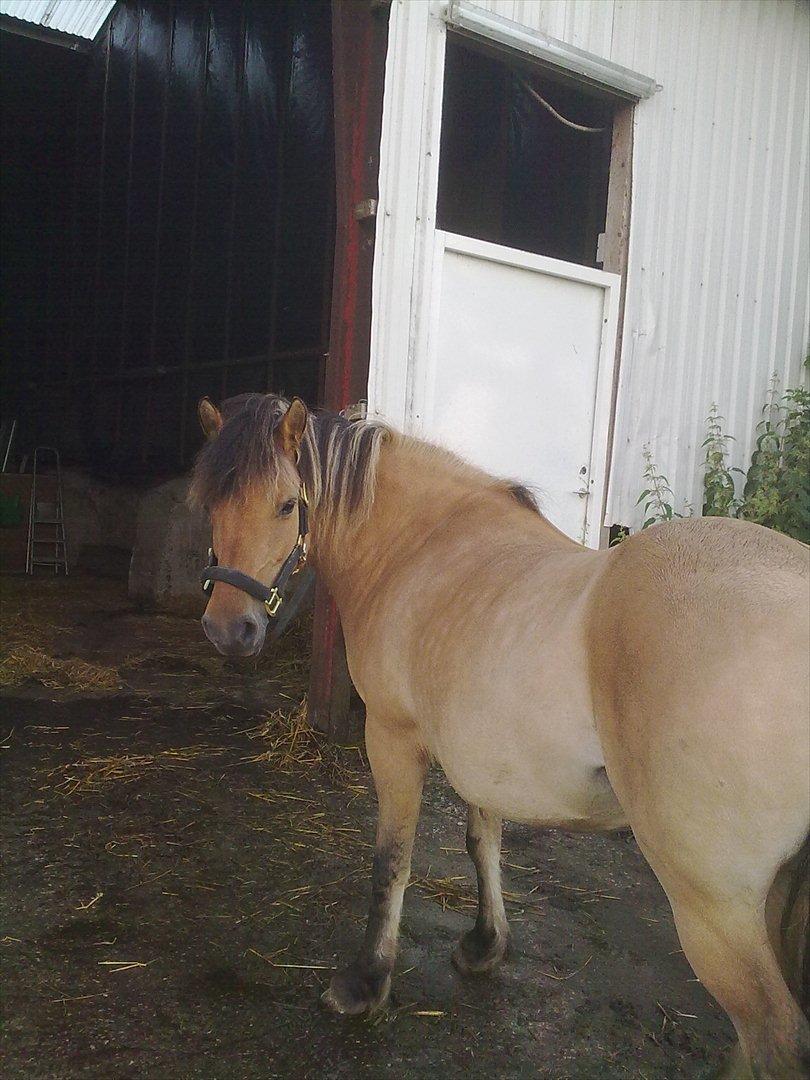 Fjordhest - Perle<3 ||Passer|| billede 11