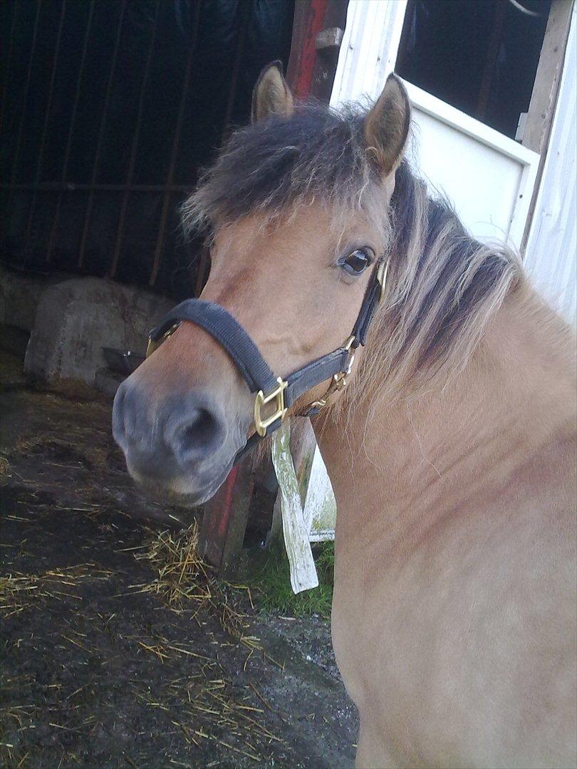 Fjordhest - Perle<3 ||Passer|| billede 12