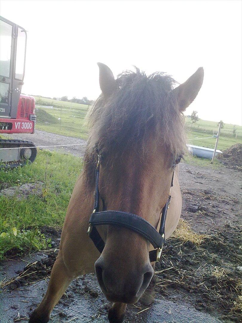 Fjordhest - Perle<3 ||Passer|| billede 13