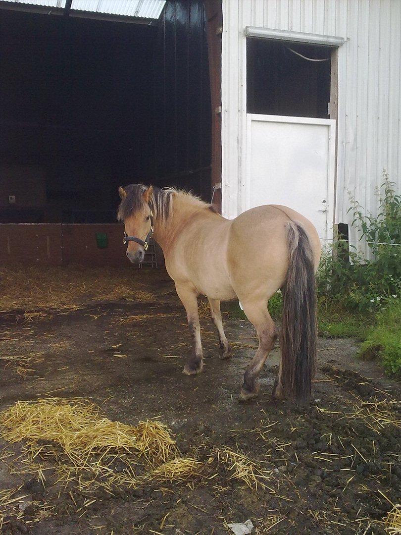 Fjordhest - Perle<3 ||Passer|| billede 14