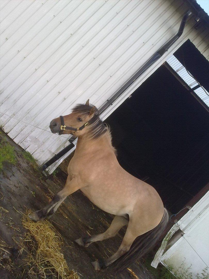 Fjordhest - Perle<3 ||Passer|| billede 15