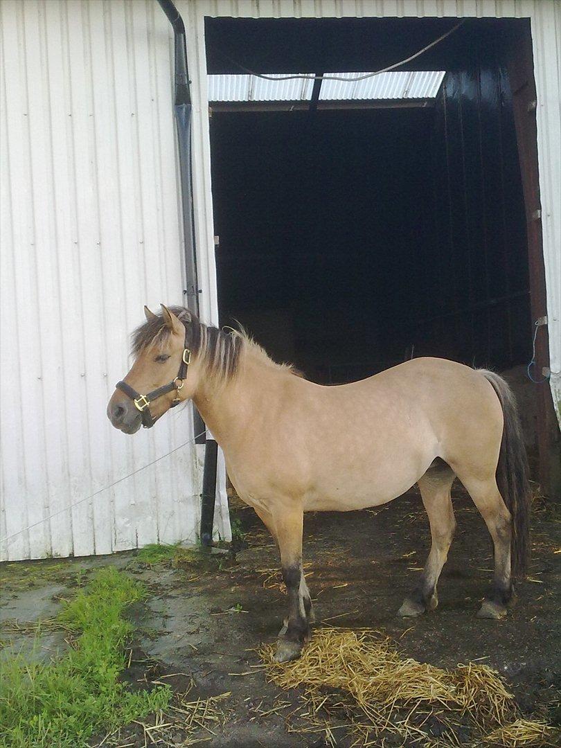 Fjordhest - Perle<3 ||Passer|| billede 16