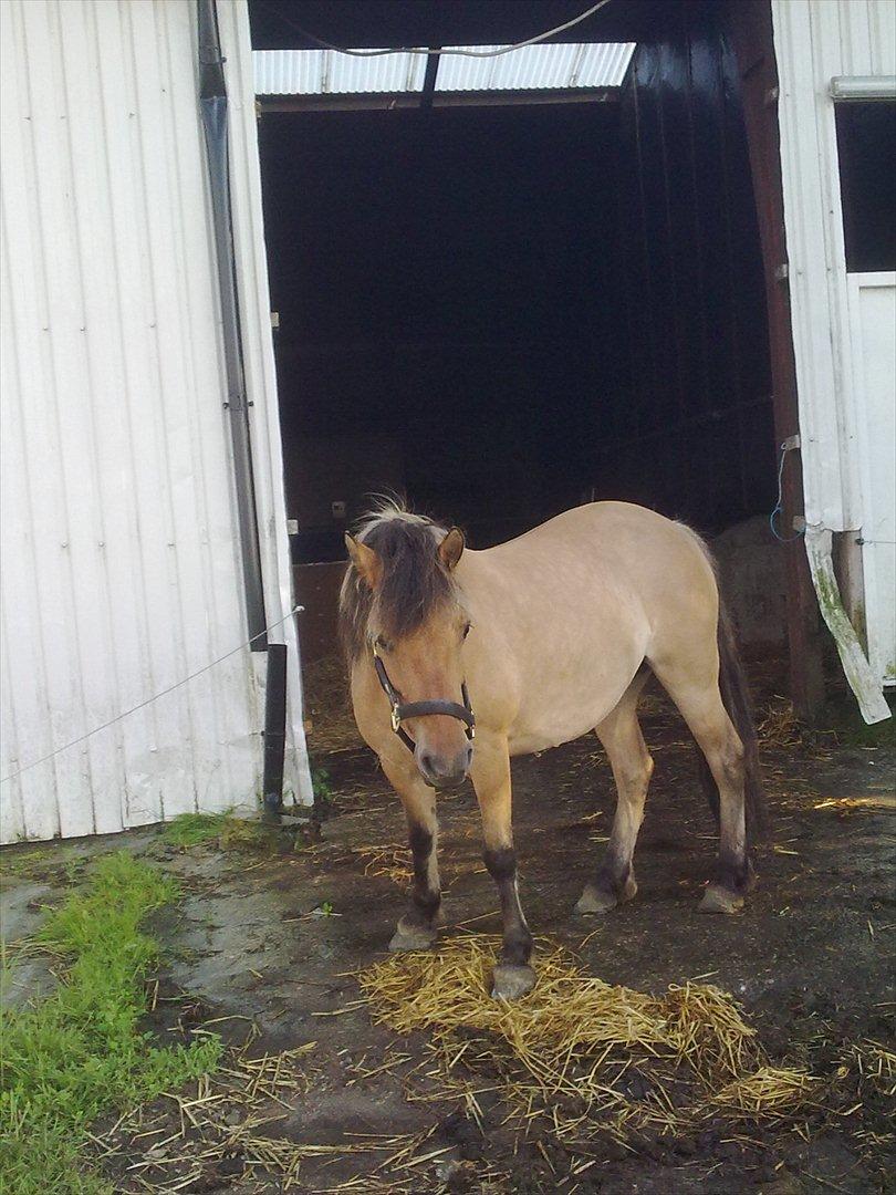 Fjordhest - Perle<3 ||Passer|| billede 17